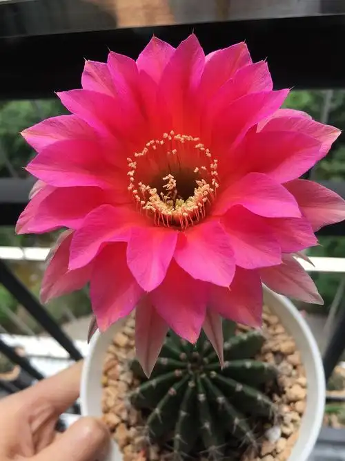 炫美玉晃翠冠疣仙人彩草照片有点朦胧的复色宝山勇将丸绯牡丹丽蛇丸