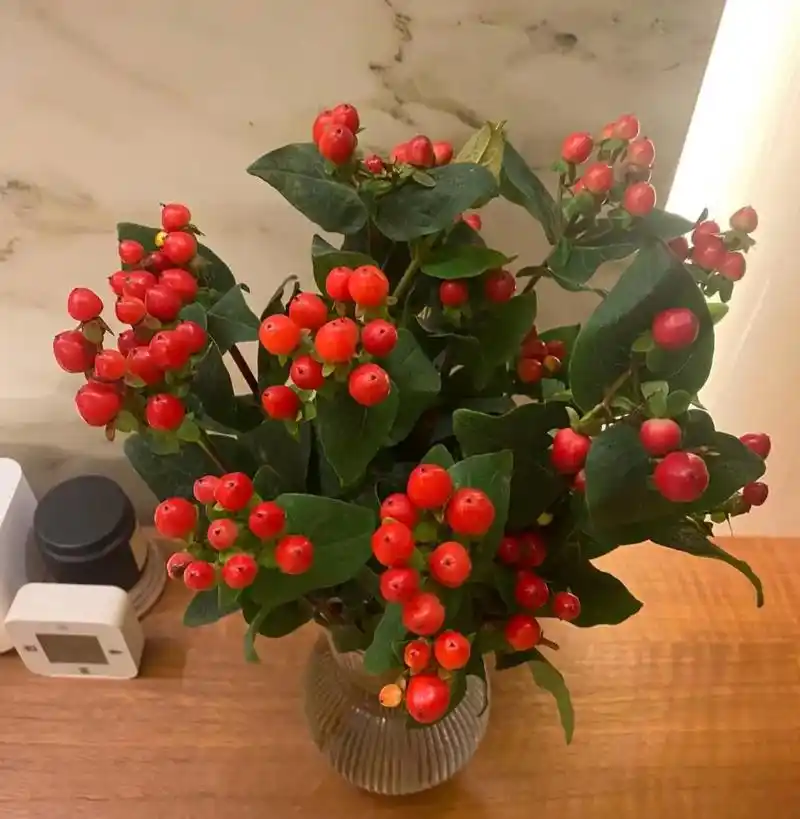 红豆.又称相思豆,富贵豆,火龙珠 花语:相思,爱的思念,红红 - 抖音