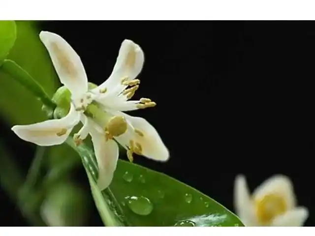 代代花别名:酸橙,回青橙,玳玳.属芸香科,柑橘属植物.