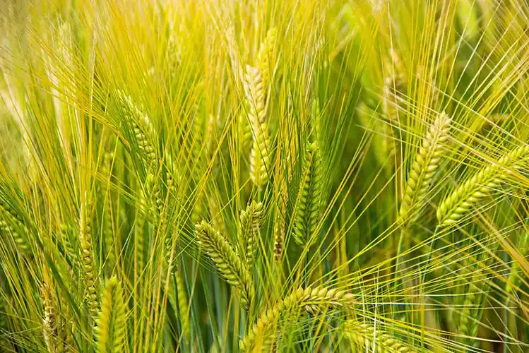 大麦特写图片_图片大全