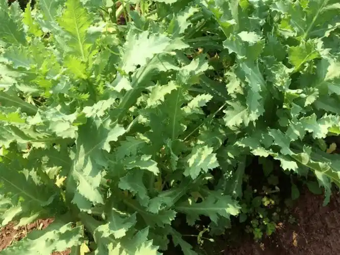 6岁女孩吃了它,被紧急送医→_罂粟_叶子和_铁树