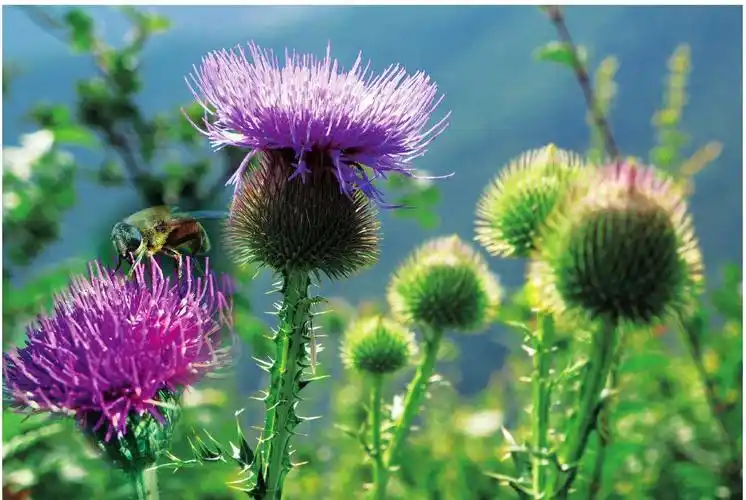 马刺蓟功效 马刺根的功效-图片大观-奇异网