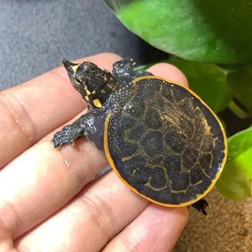 珍珠鳖活体深水龟观赏小甲鱼苗吃粪龟鱼缸混养中华鳖宠物 6-8厘米深水