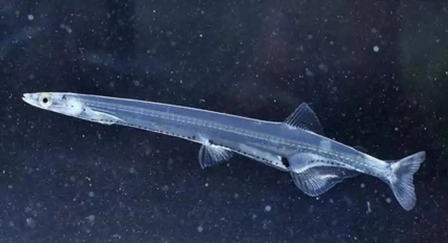 由于大银鱼闻起来有一种黄花草的清香,因此也被渔民称为黄花银鱼.