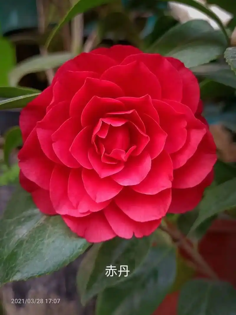 茶花赤丹系品种大全