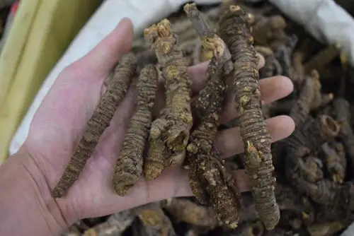 羌活蚕羌选货四川