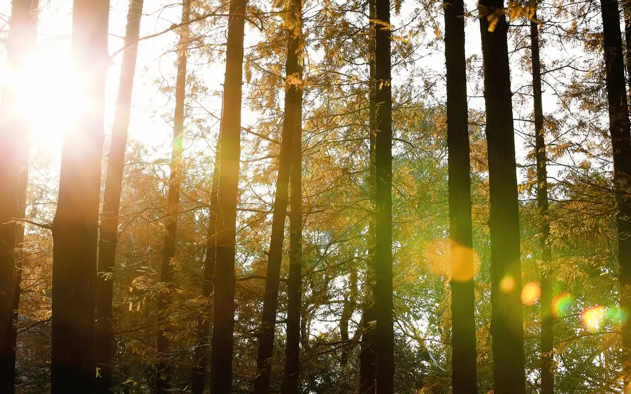 温暖阳光下的森林唯美风景桌面壁纸_风景壁纸_壁纸下载_美桌网