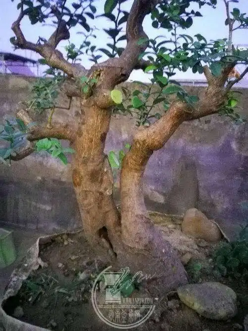 秀丽而又有力的山桔盆景