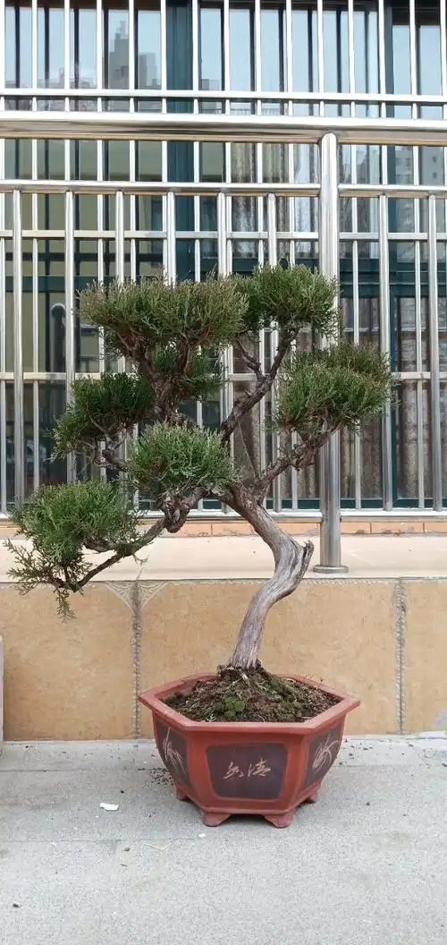 侧柏盆景高度11米玩了多年多枝丛生喜欢联