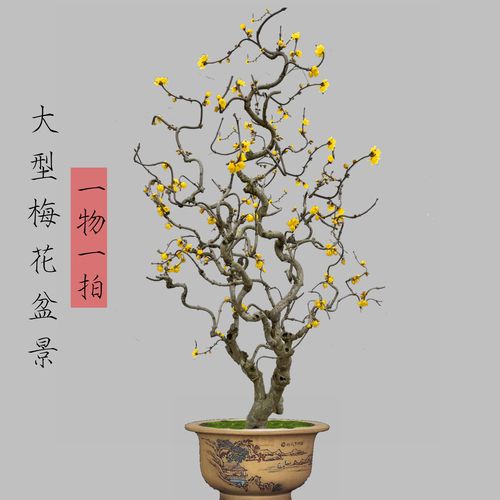 素心梅花盆景腊梅梅老桩红梅绿梅浓香型梅花耐寒植物实物一拍大型