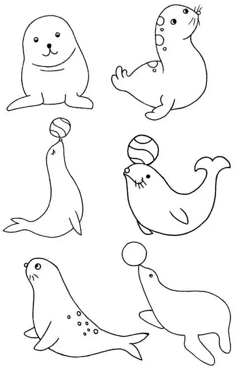 夏威夷僧海豹的简笔画