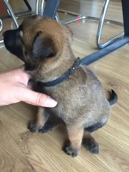 出手满月马犬,有意者电话联系18108631138