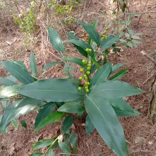 原生态草药良姜子