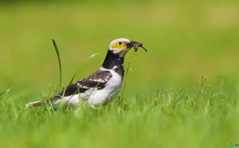 松雅湖黑领椋鸟