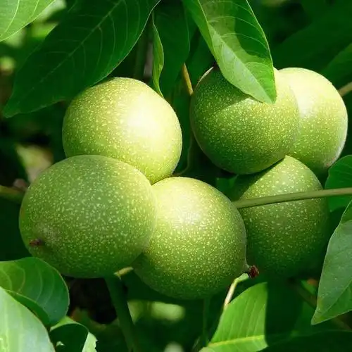 新疆特产张骞出使西域带回的青皮核桃78