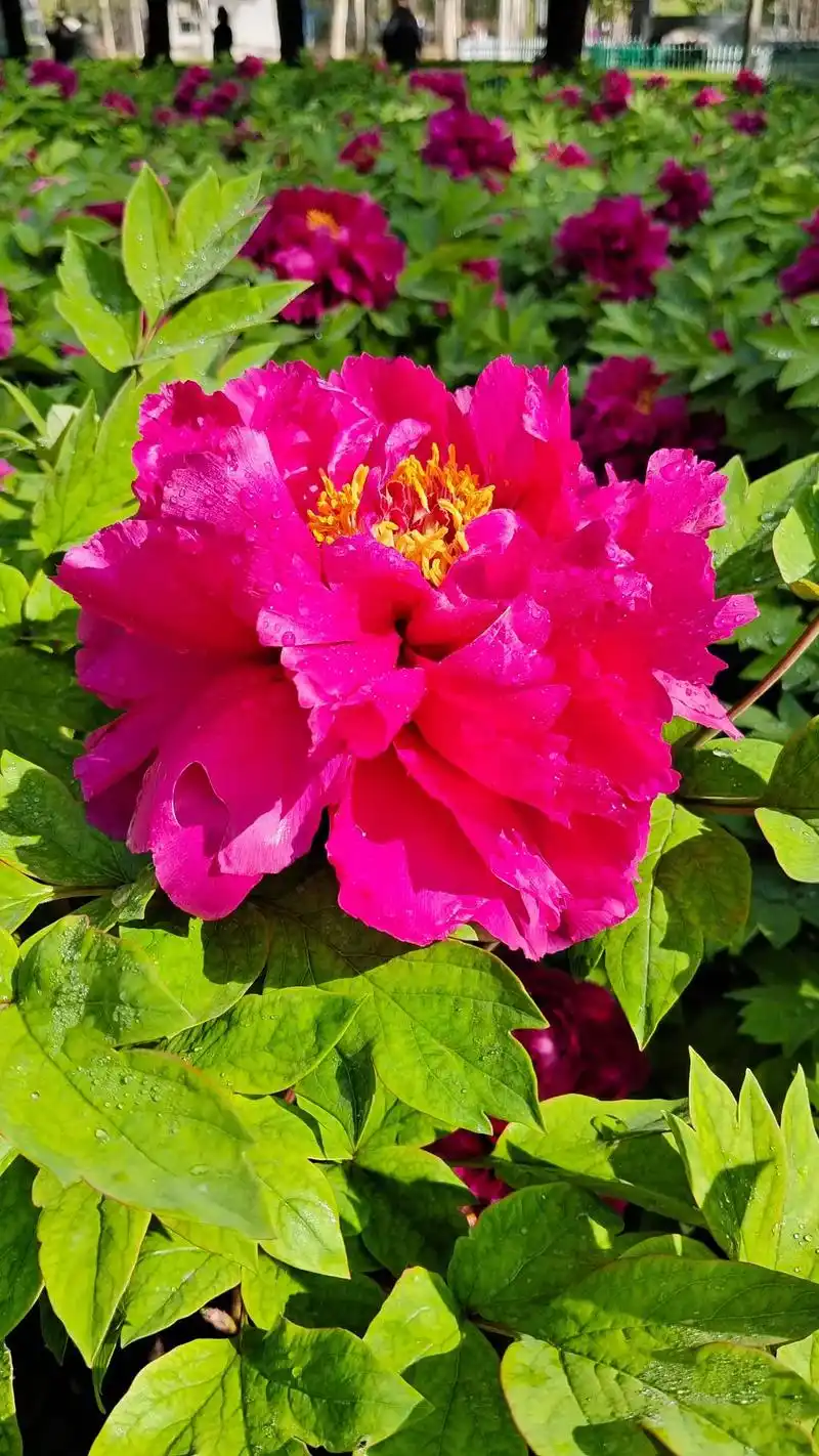 今年的牡丹花已经谢了,再欣赏一下它们高贵美丽的样子吧!#国色 - 抖音