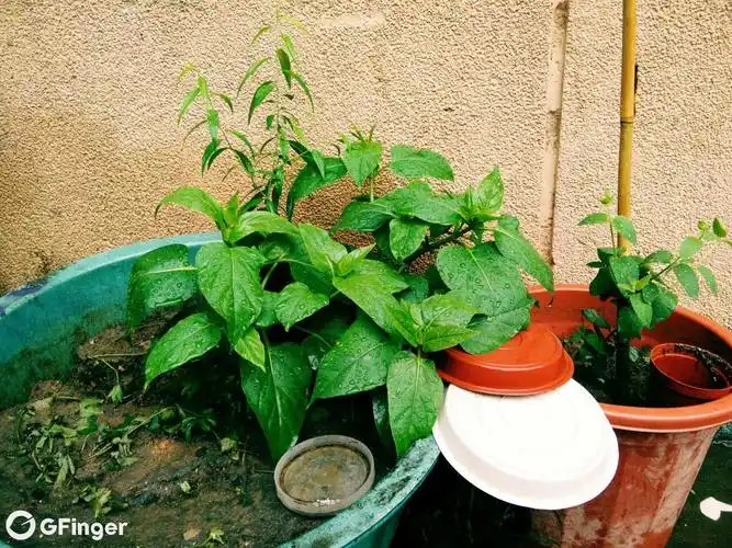 我新添加了一棵"紫茉莉"到我的"花园"