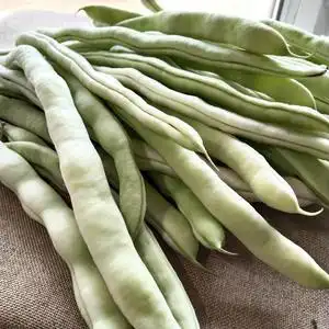 东北白豆角芸豆新鲜四季豆农家特产白大架白扁豆应季蔬菜现摘5斤