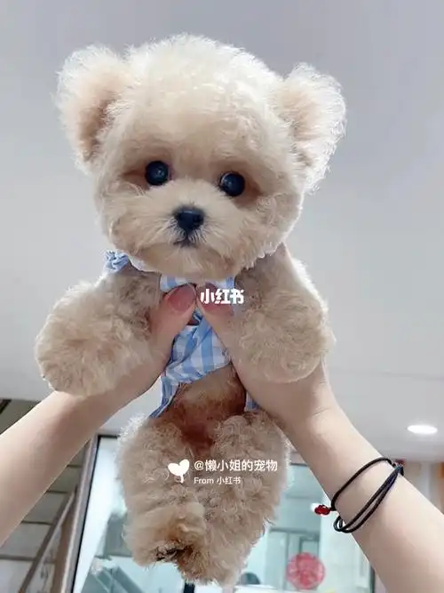 哈哈 公主抱 我的小熊泰迪飞耳泰迪#米奇耳泰迪奶油泰迪#泰迪