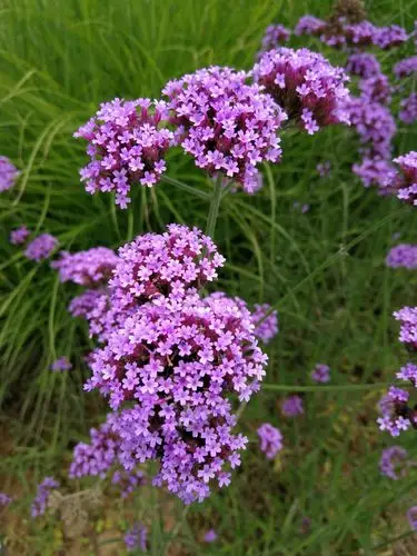 20210522——柳叶马鞭草(verbena bonariensis l)
