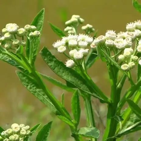 【拼音名】liù lénɡ jú【别名】百草王,六耳铃,四棱锋,六达草,六