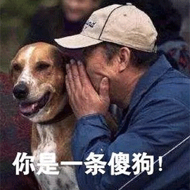 萌宠gif狗gif你是一条傻狗gif傻狗gif斗图gif