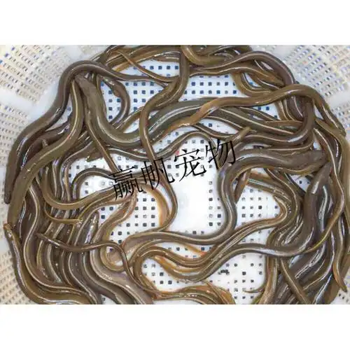 养殖鳗鱼苗白鳗苗白鳝鱼苗花鳝苗活体包损 15-20cm 30条【图片 价格