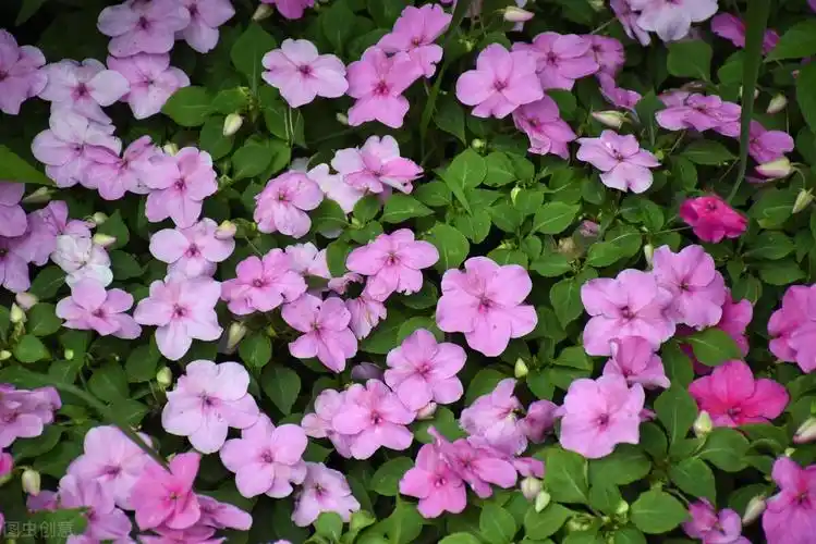 夏天开的花有哪些(郁郁葱葱的夏季,还能看到的65种开着花的植物,欢迎