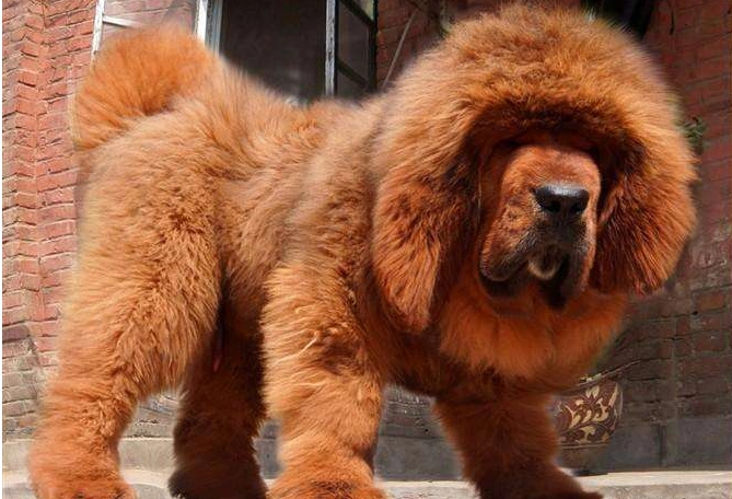 鬼獒vs青狼獒,究竟哪个更厉害,谁才是最强藏獒?