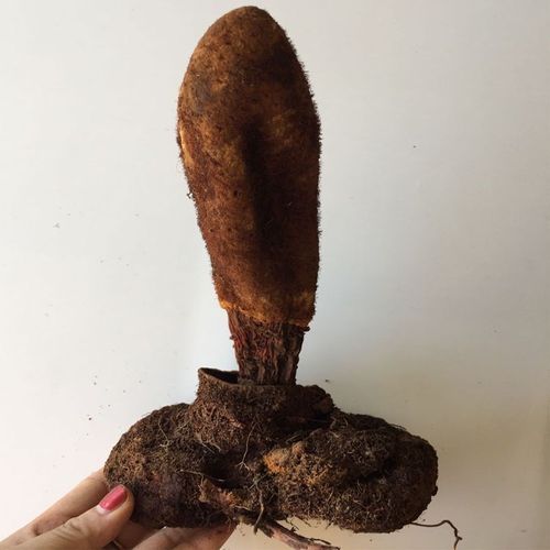 中药材干品云南野生锁阳 顶天柱 续阳草500克包邮泡酒泡水可打粉