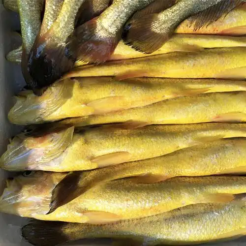 今夜现捕半野生大黄鱼海鲜水产新鲜黄花鱼新鲜海鱼1斤/条 三条