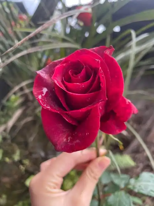 520晒晒自己种的玫瑰花不犯法吧