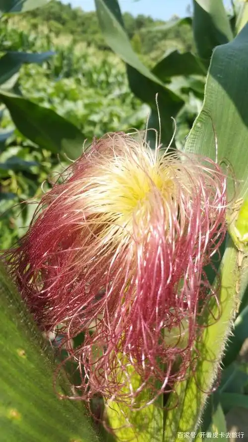 田野里美丽的玉米花