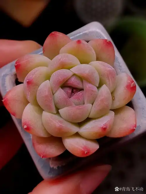 我都怀疑它是某种性状的冰魄了.#多肉植物# #2月图文动态激励计划