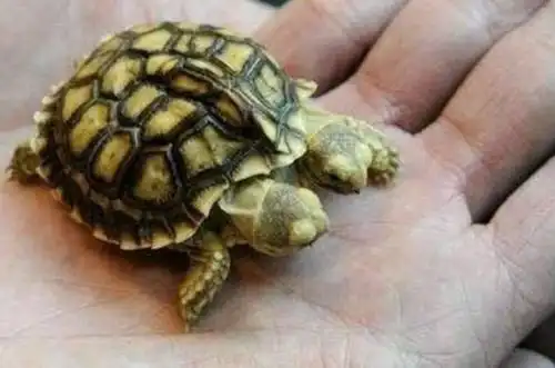 核辐射究竟有多恐怖日本核泄漏后看这几张动物变异图片就明白了