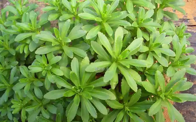 农民都称它为费菜,是一种很