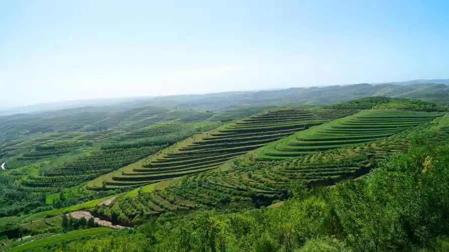 宁夏新闻网讯(记者 杜爱虹 文/摄)8月25日,初秋雨后,宁夏固原市彭阳县