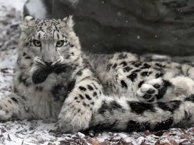 雪豹#如果你有尾巴,那你就不需要玩具了!