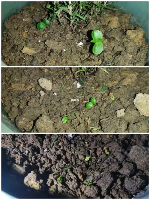 雨后的月季和悄悄发芽的种子