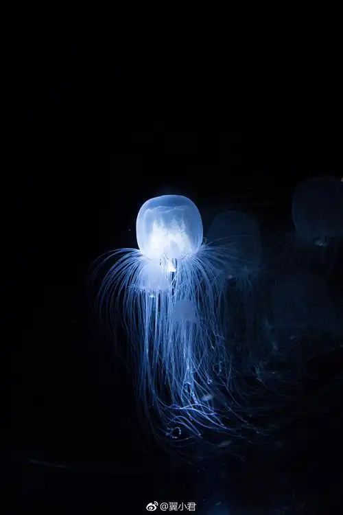 海月星河|大阪水游馆|胶片机|海洋馆|水母_新浪新闻