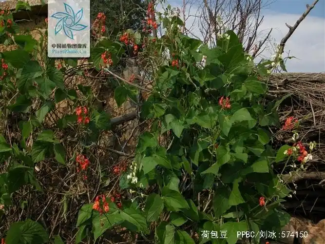 phaseolus coccineus l.