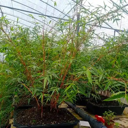 翠竹 红竹红观音竹红色竹子桌面绿植书房庭院观叶植物盆景趣味盆栽