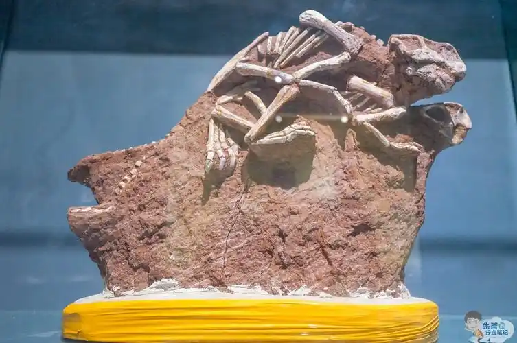 要不要旅行第十二期朝阳之辽西第一名山鸟化石国家地质公园