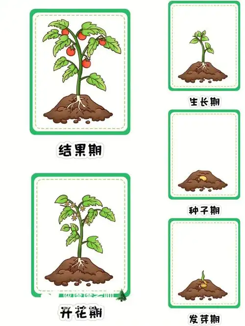 种子生长过程种子需要什么