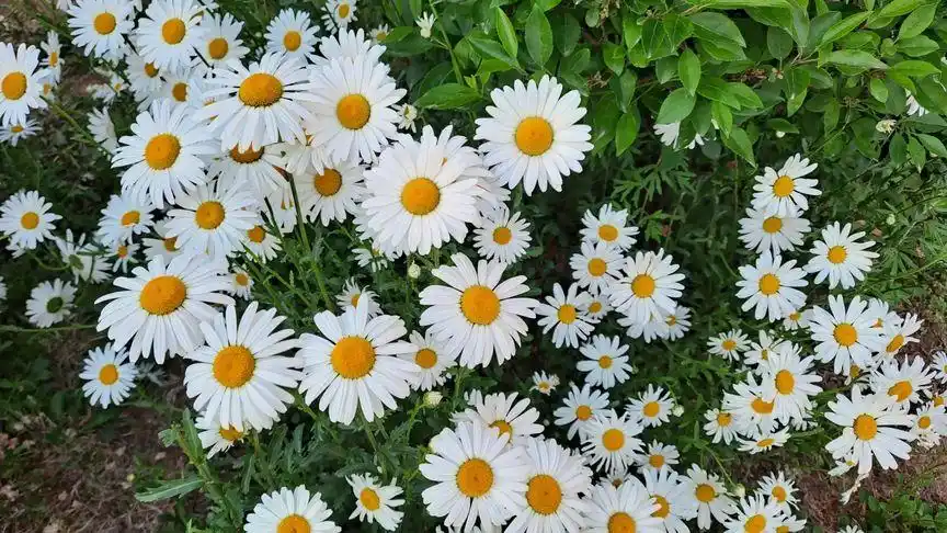 开放在路边的意大利国花一一雏菊