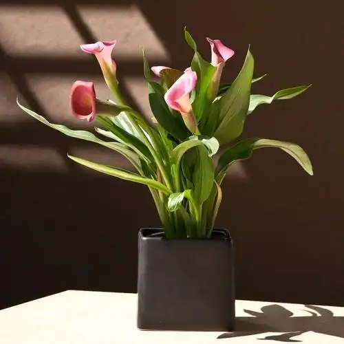 看起来特别高贵的盆栽马蹄莲,这些方法照顾每年都能开花