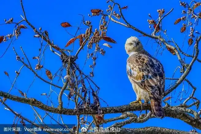 印度旅行##世界旅游##国家公园