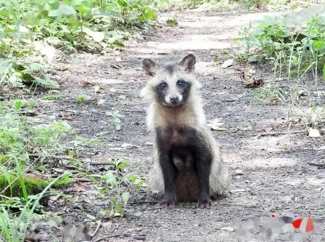 野生貉在居民小区安家落户专家建议