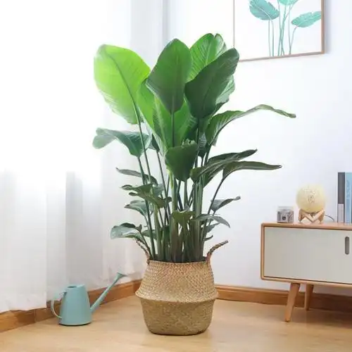 绿植客厅大颗好养g容易养活的植物适合客厅放的电视柜两边盘栽招已售0