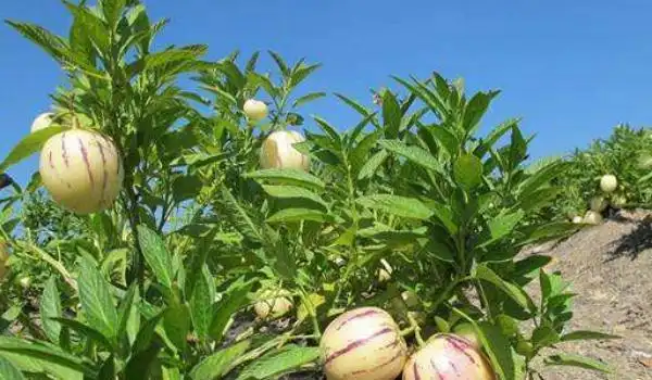 人参果种子怎么种人参果树是什么样子